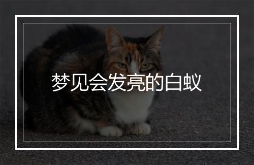 梦见会发亮的白蚁