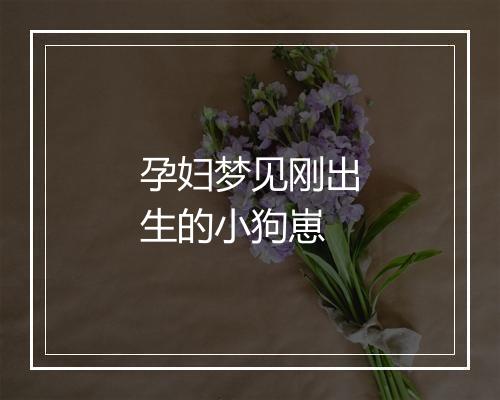 孕妇梦见刚出生的小狗崽