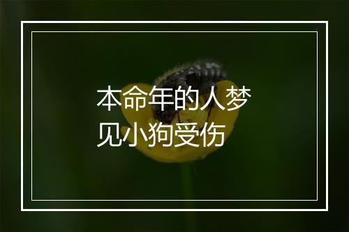 本命年的人梦见小狗受伤