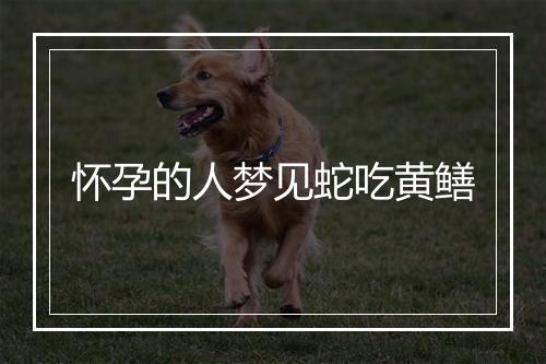 怀孕的人梦见蛇吃黄鳝