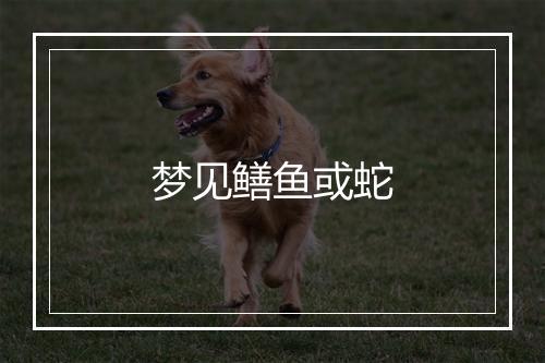 梦见鳝鱼或蛇