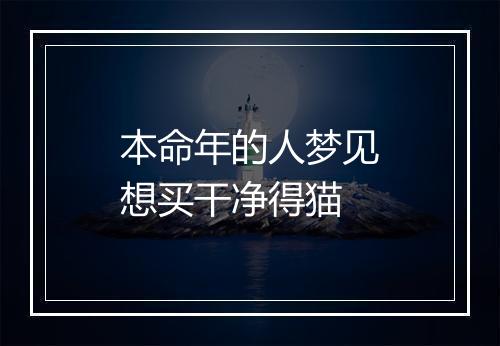 本命年的人梦见想买干净得猫