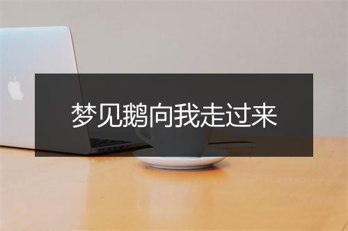 梦见鹅向我走过来