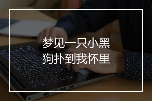 梦见一只小黑狗扑到我怀里