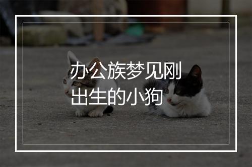 办公族梦见刚出生的小狗