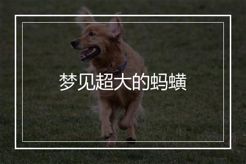 梦见超大的蚂蟥