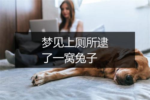 梦见上厕所逮了一窝兔子