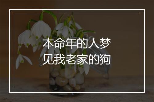 本命年的人梦见我老家的狗