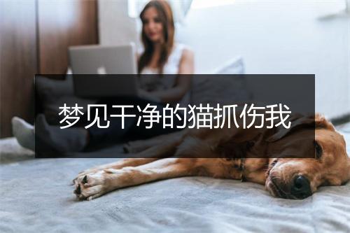 梦见干净的猫抓伤我