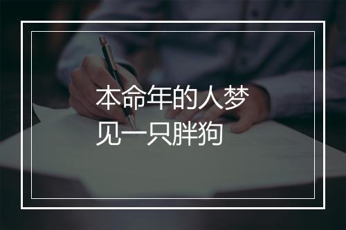 本命年的人梦见一只胖狗