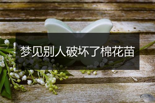 梦见别人破坏了棉花苗