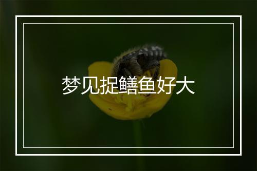 梦见捉鳝鱼好大