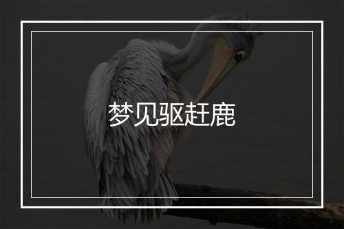 梦见驱赶鹿