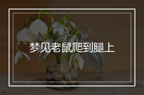 梦见老鼠爬到腿上