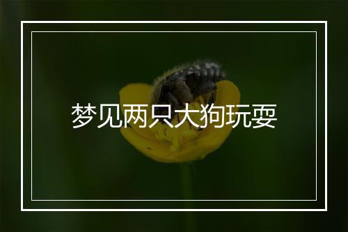 梦见两只大狗玩耍