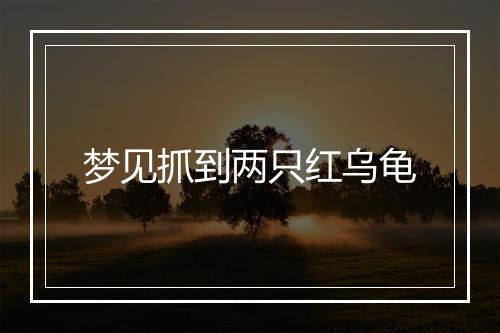 梦见抓到两只红乌龟