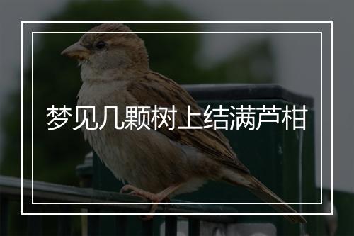 梦见几颗树上结满芦柑