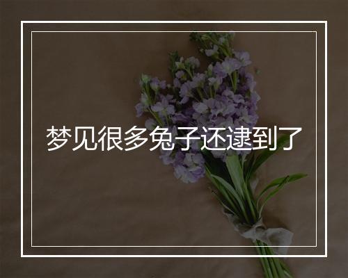 梦见很多兔子还逮到了