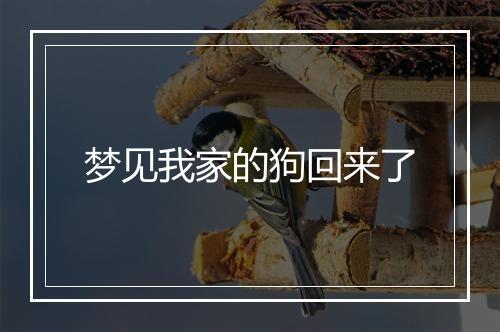 梦见我家的狗回来了