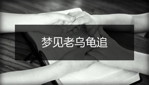 梦见老乌龟追