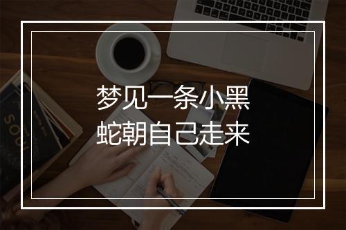 梦见一条小黑蛇朝自己走来