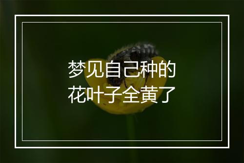 梦见自己种的花叶子全黄了