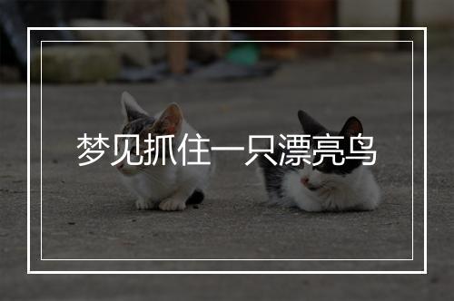 梦见抓住一只漂亮鸟