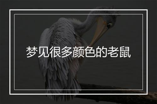 梦见很多颜色的老鼠