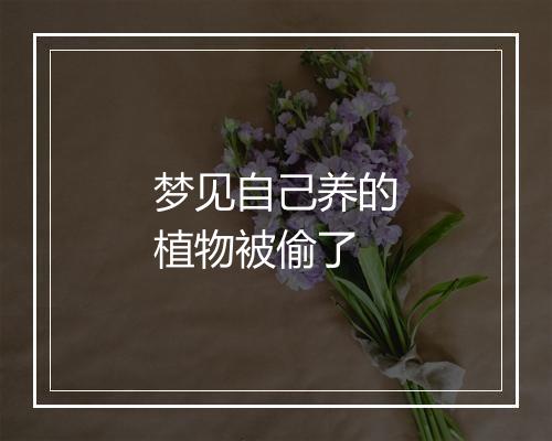 梦见自己养的植物被偷了