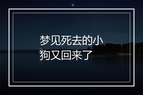 梦见死去的小狗又回来了