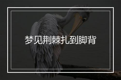 梦见荆棘扎到脚背