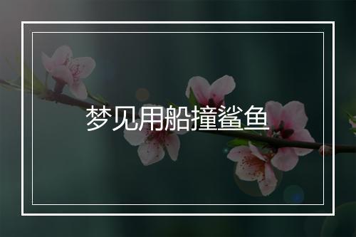 梦见用船撞鲨鱼