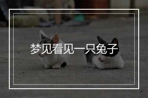 梦见看见一只兔子