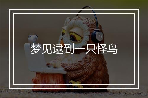 梦见逮到一只怪鸟