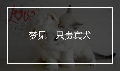 梦见一只贵宾犬