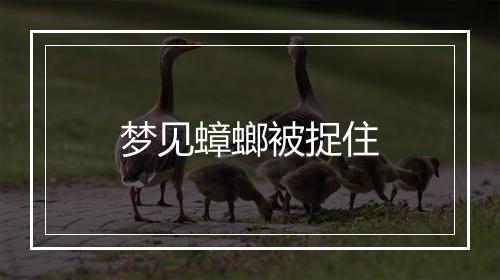 梦见蟑螂被捉住