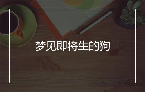 梦见即将生的狗