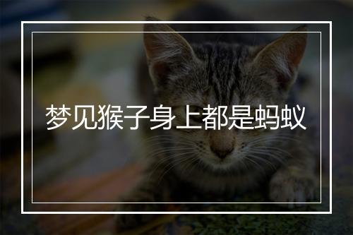 梦见猴子身上都是蚂蚁