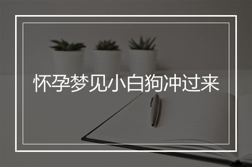 怀孕梦见小白狗冲过来