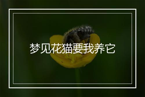 梦见花猫要我养它