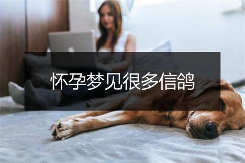 怀孕梦见很多信鸽