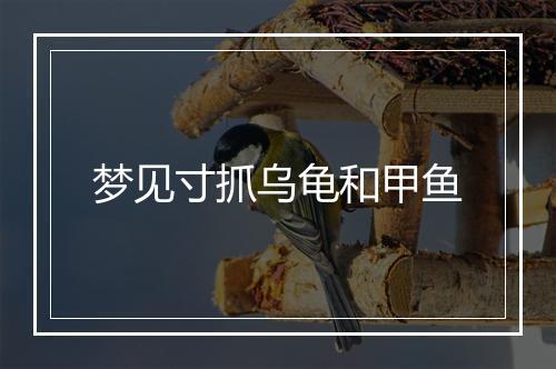 梦见寸抓乌龟和甲鱼