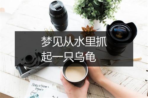 梦见从水里抓起一只乌龟