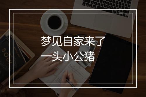 梦见自家来了一头小公猪