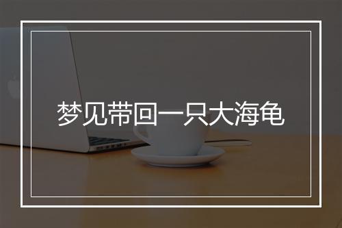 梦见带回一只大海龟