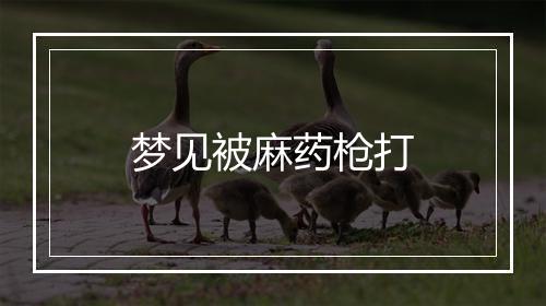 梦见被麻药枪打