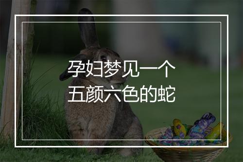 孕妇梦见一个五颜六色的蛇