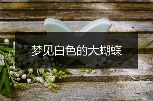 梦见白色的大蝴蝶