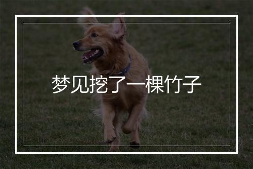 梦见挖了一棵竹子