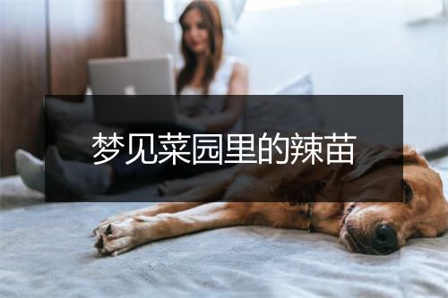 梦见菜园里的辣苗